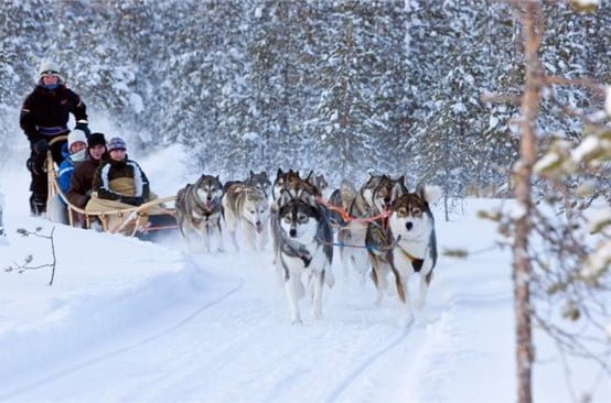 מזחלת כלבים דוהרת על שלג בלפלנד
