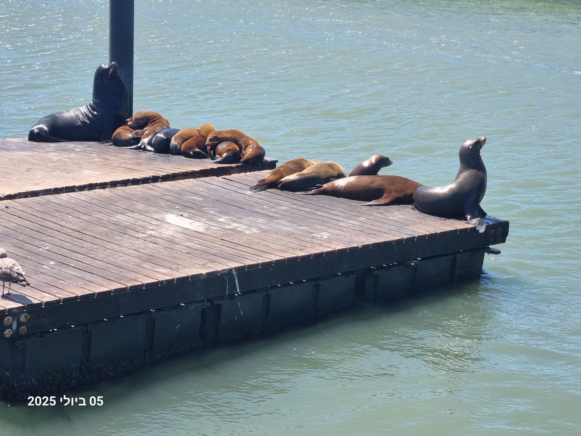 כלבי ים שוכבים על רציף עץ ברציף 39 בסן פרנסיסקו
