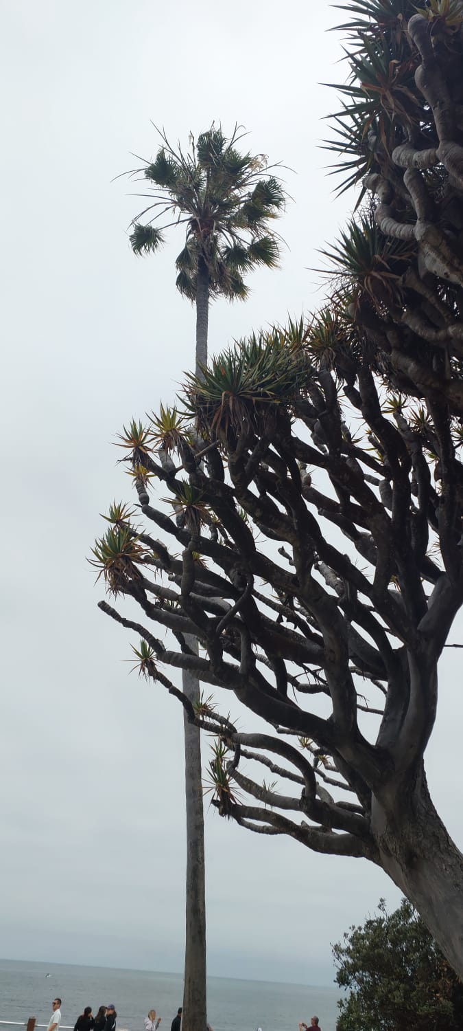 עצי דקל וצמחייה טרופית ייחודית בשכונת לה־הויה, סן דיאגו, על רקע הים