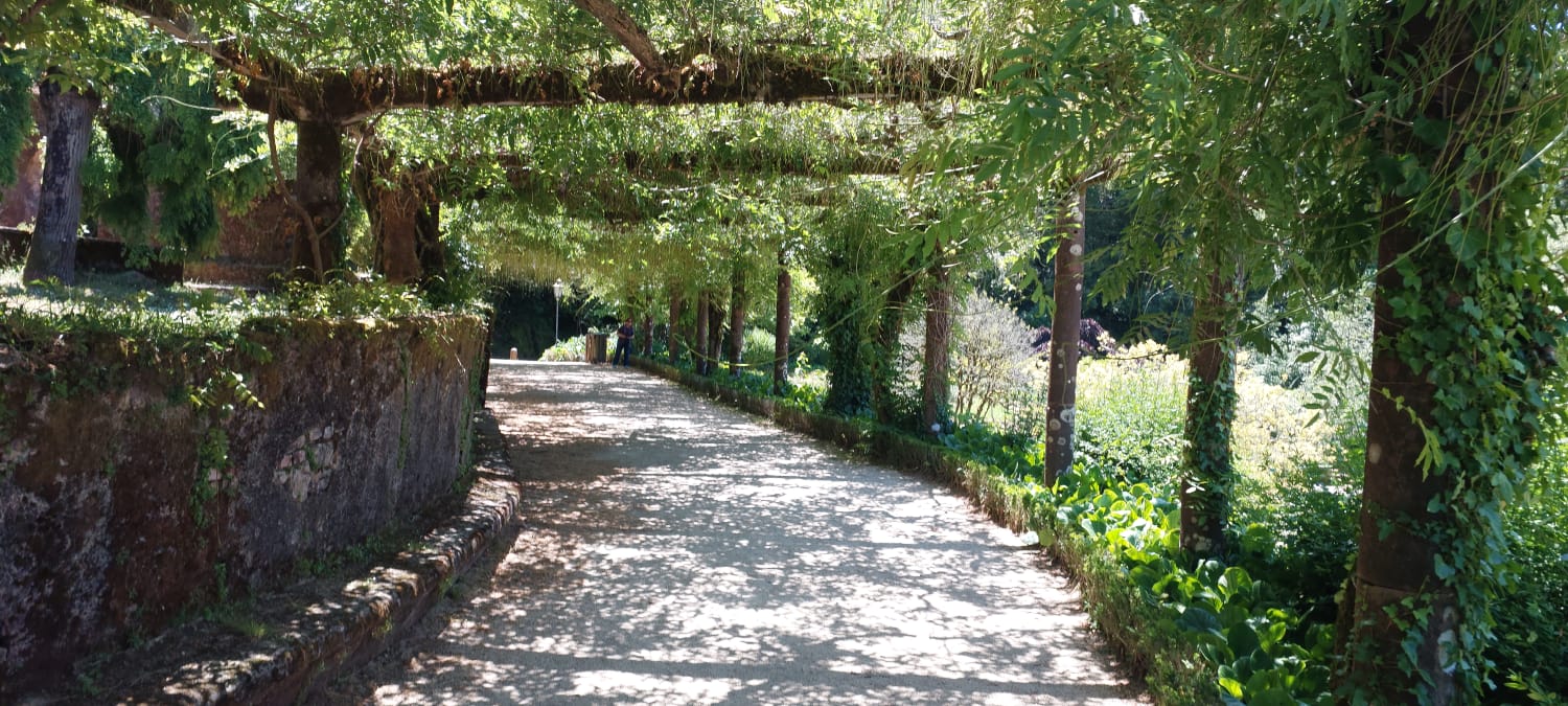 שביל מוצל ומוקף עצים בגני ארמון בוסאקו בפורטוגל – טיול לפורטוגל פורטו והצפון