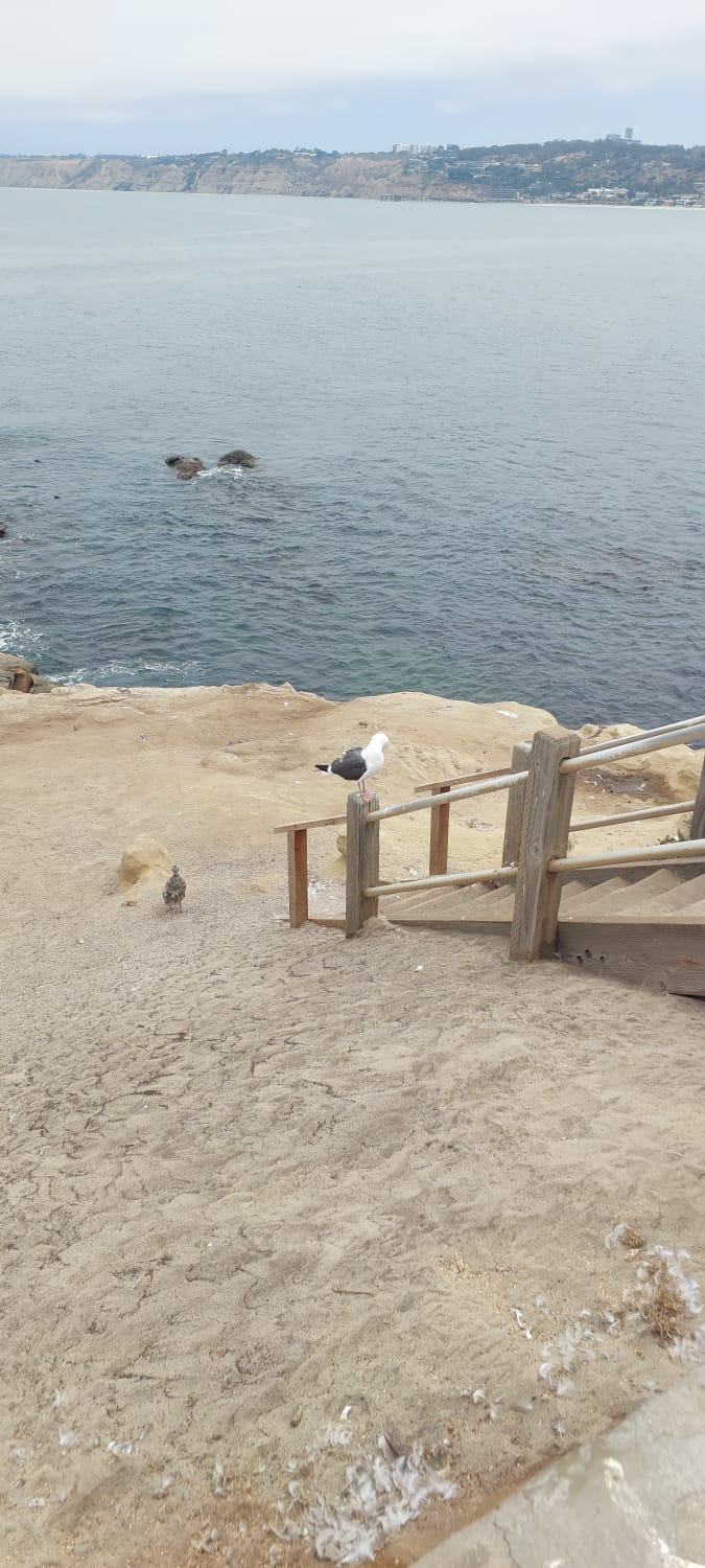 שחף עומד על מעקה עץ מול האוקיינוס בשכונת לה־הויה בסן דיאגו