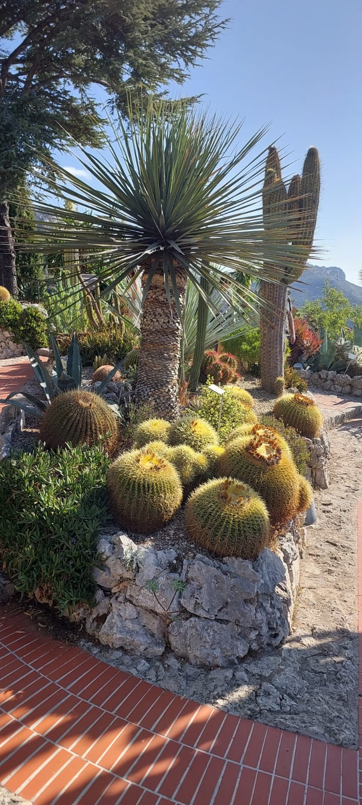 טיול לריביירה הצרפתית – קקטוסים וצמחייה ייחודית בגן האקזוטי של Èze