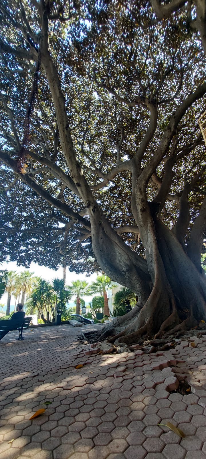 טיול לריביירה הצרפתית – עץ עתיק ומרשים בגנים הציבוריים של מונקו