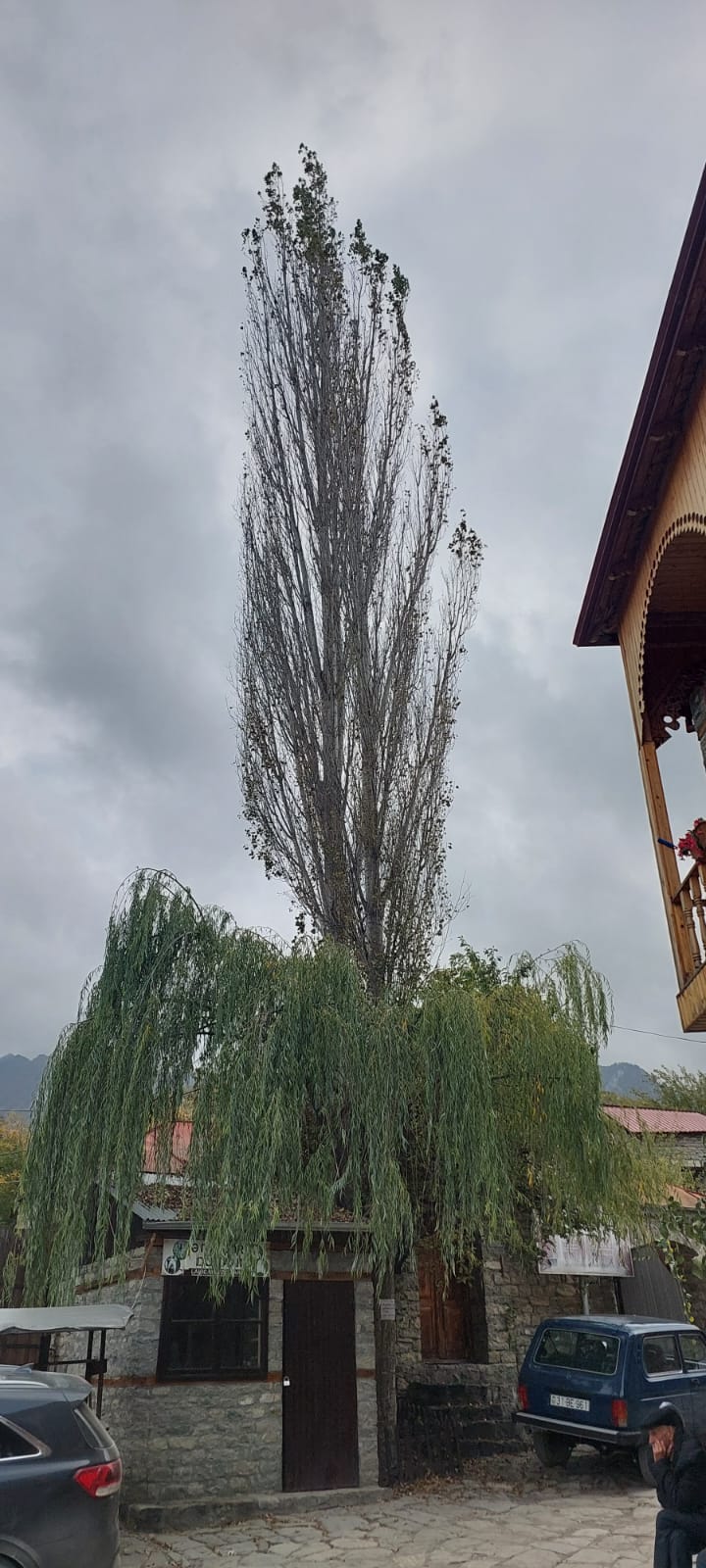 עץ מרשים בכפר קיש