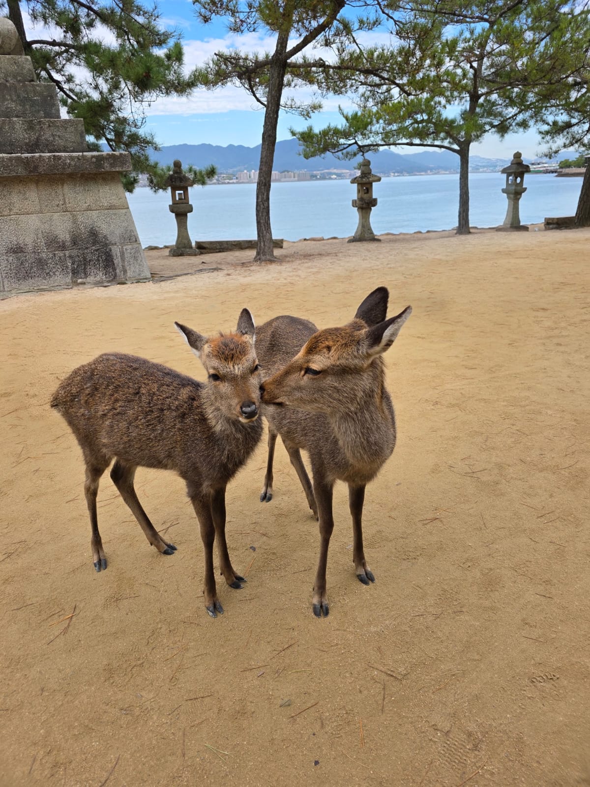 Alt: איילים באי מיאג'ימה במהלך טיול ליפן בשלכת מיאג'ימה וקורשיקי