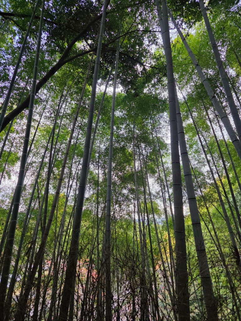 יער הבמבוק בארשיאמה בקיוטו במהלך טיול ליפן בשלכת קיוטו ופושימי אינארי