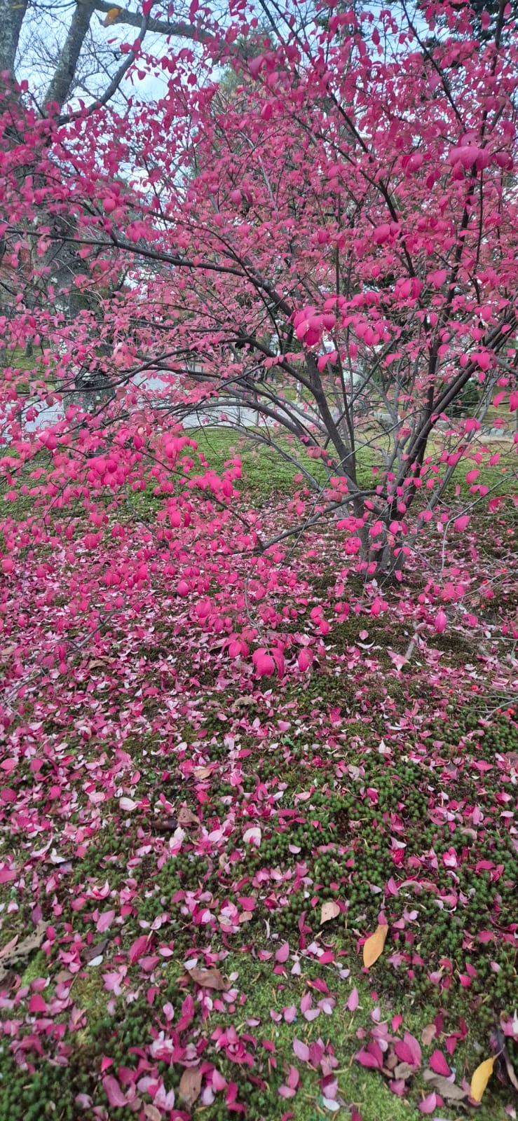 עץ שלכת בשקיעה