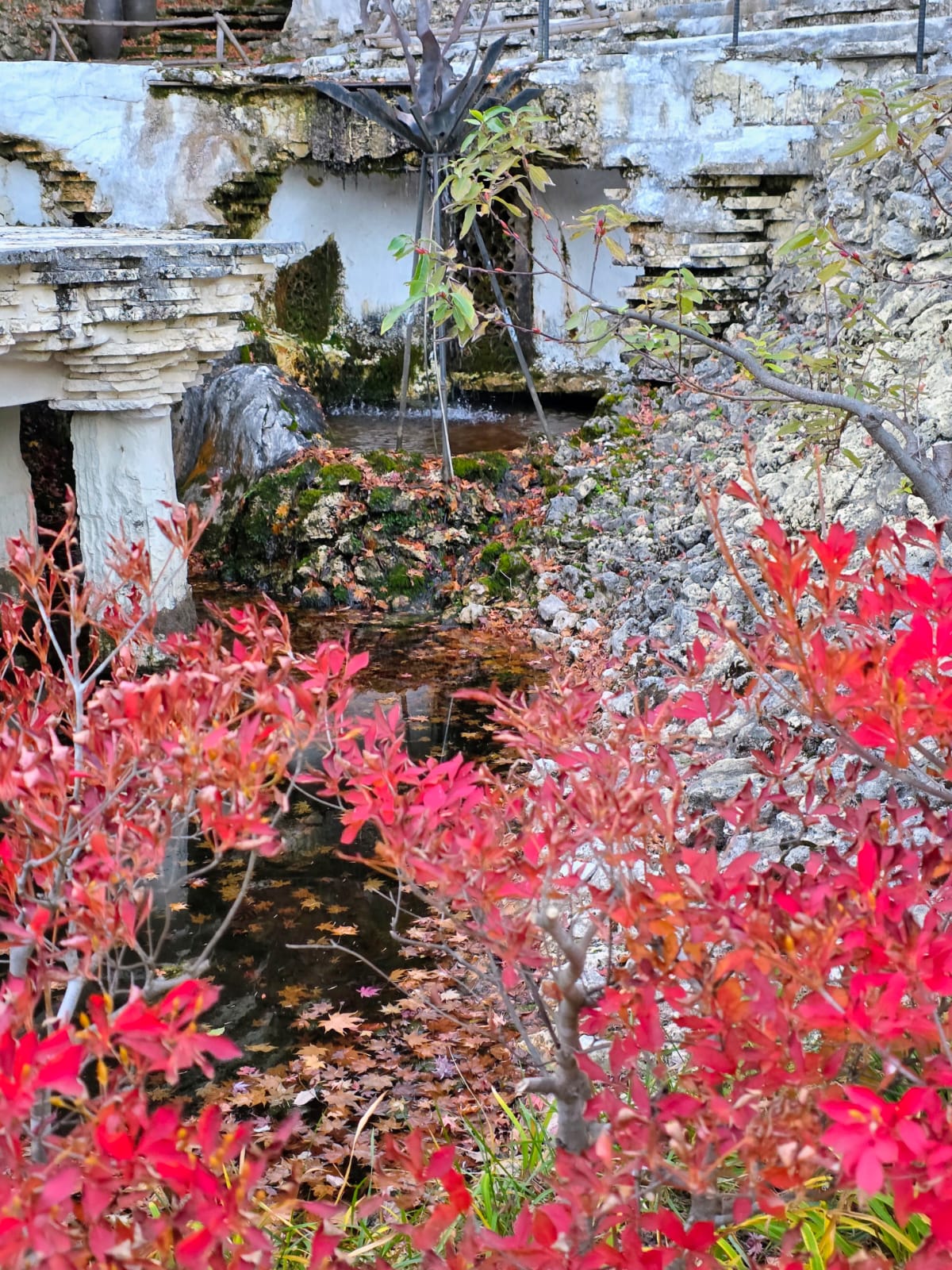 פלג מים קטן בין אבני גן יפני ושלכת אדומה באזור טאקיאמה במהלך טיול ליפן טקאיאמה ומטסומוטו