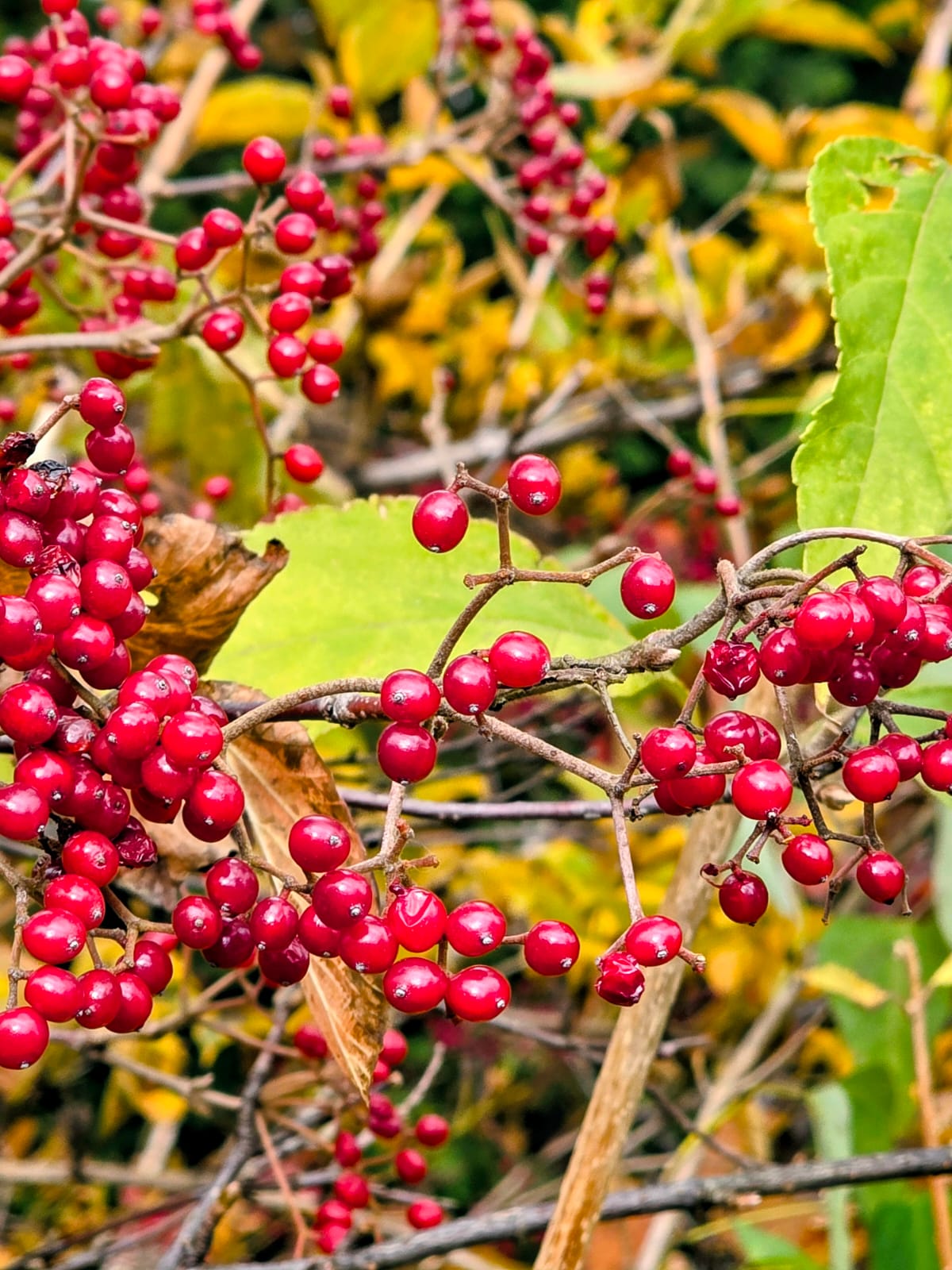 אשכול פירות יער אדומים על רקע שלכת במסגרת טיול להאקונה הר פוג'י