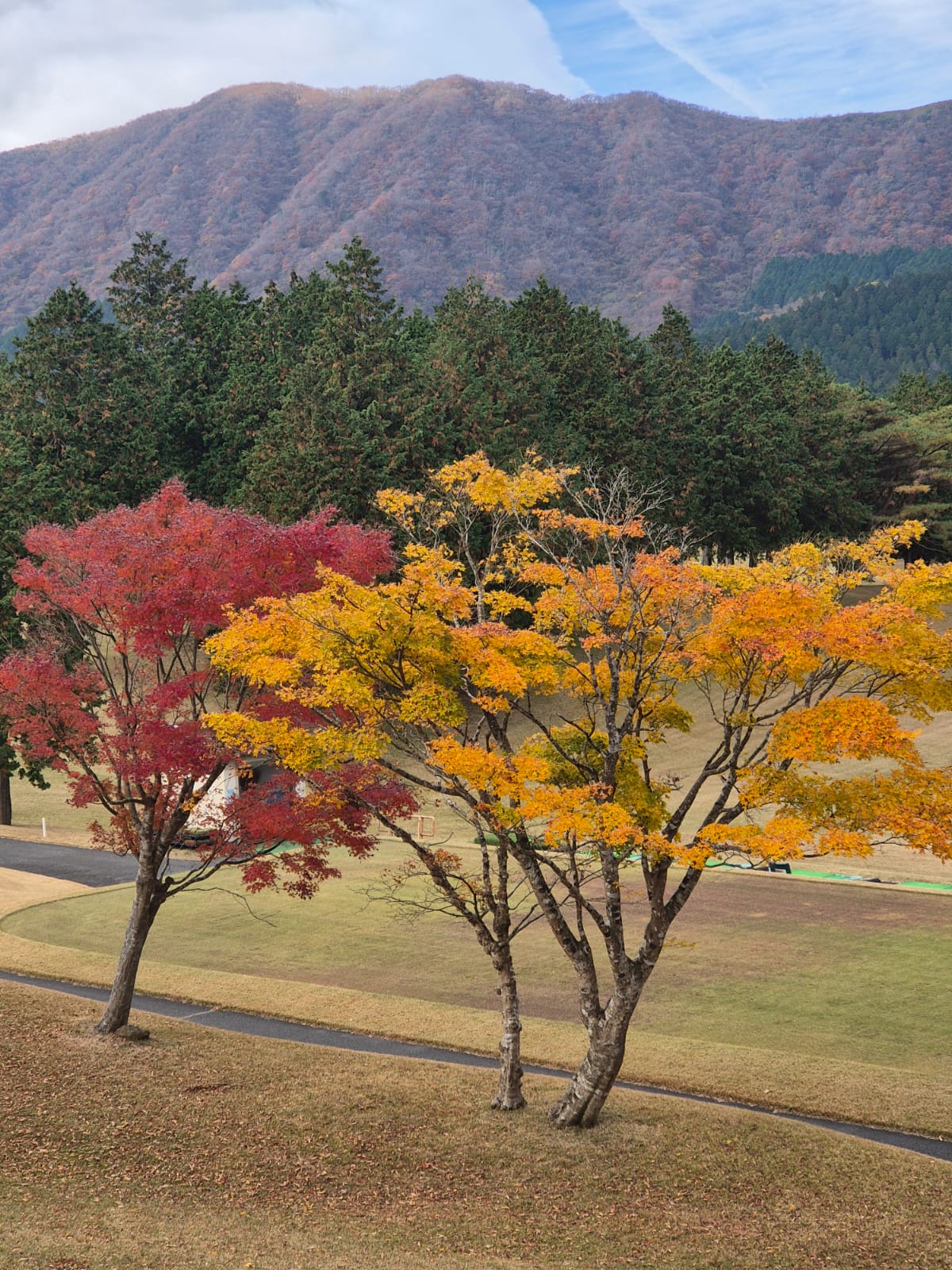 עצים בשלכת צבעונית בהאקונה במסגרת טיול להאקונה הר פוג'י